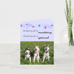 Födelsedagkort för tre Huskies Kort