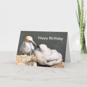 Födelsedagkort: Gannet och chick Kort