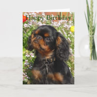 Födelsedagkort: Spaniel för kung charles/engelsk