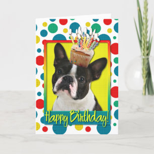 Födelsedagmuffin - Boston Terrier Kort