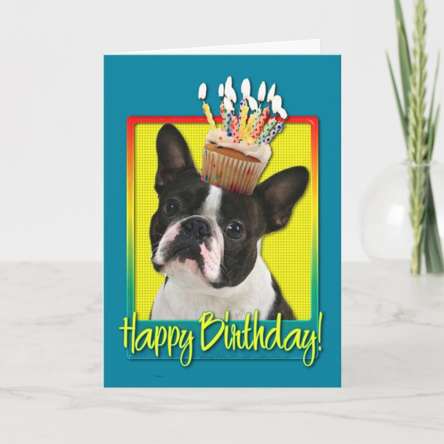 Födelsedagmuffin - Boston Terrier Kort (Framsida)
