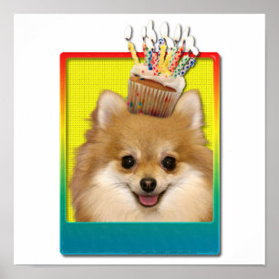 Födelsedagmuffin - Pomeranian Poster