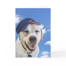 Födelsedags Hund Med Hatt