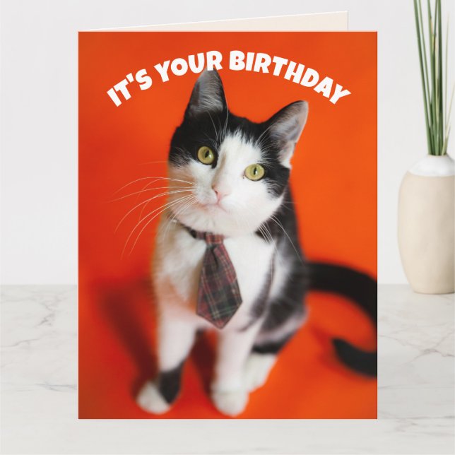 FÖDELSEDAGS SÖT SLIPS KATT VÄN GRATTISKORT KORT (Framsida)