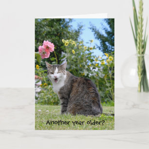 födelsedagsår tabby katt kort
