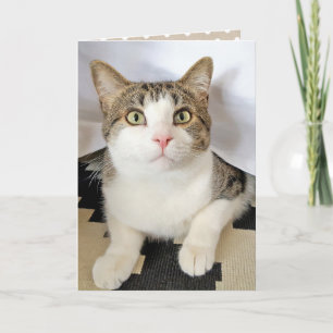 födelsedagsdag tabby katt gömmer kort