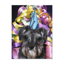 Födelsedagsfest Schnauzer Ribbon Behind Postcard