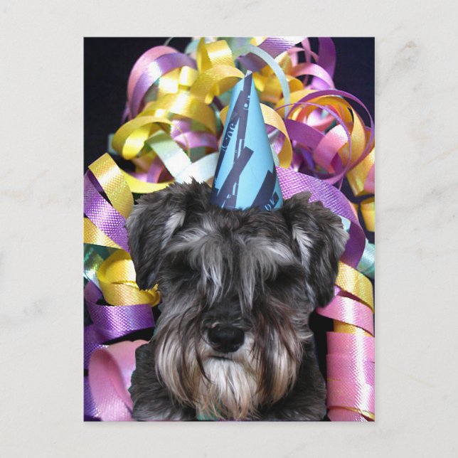 Födelsedagsfest Schnauzer Ribbon Behind Postcard Inbjudan Vykort (Framsida)