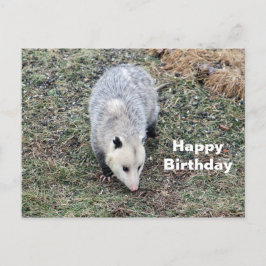 Födelsedagsfoto på Opossum Vykort