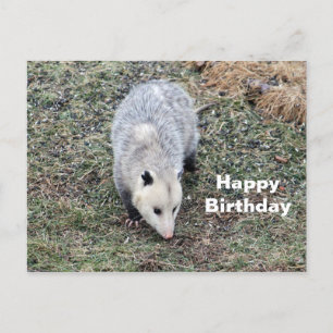 Födelsedagsfoto på Opossum Vykort