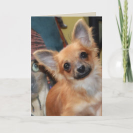 Födelsedagskort | Chihuahua Puppy Chi Dylan Kort