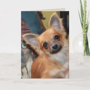Födelsedagskort Chihuahua Puppy Chi Dylan Kort