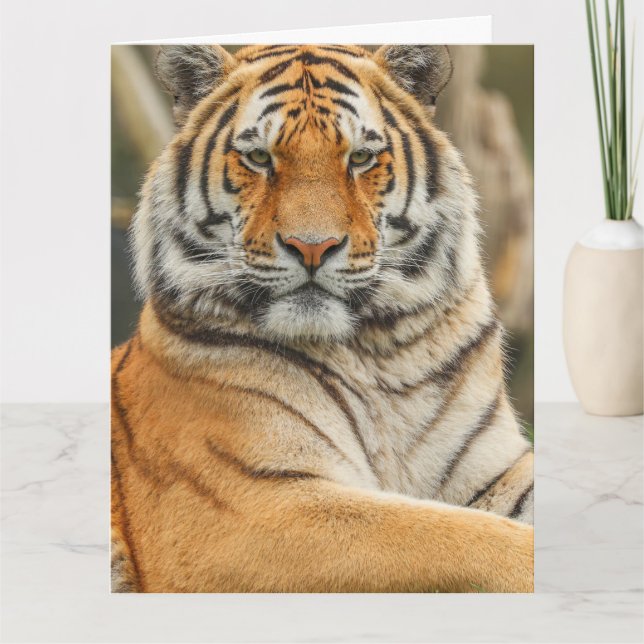 FÖDELSEDAGSKORT FÖR BENGAL TIGER KORT (Framsida)