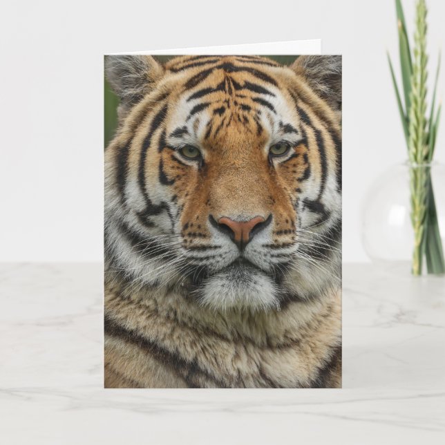 FÖDELSEDAGSKORT FÖR BENGAL TIGER KORT (Framsida)