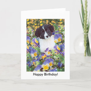 födelsedagskort - Gräns Collie Valp och Flowers Kort