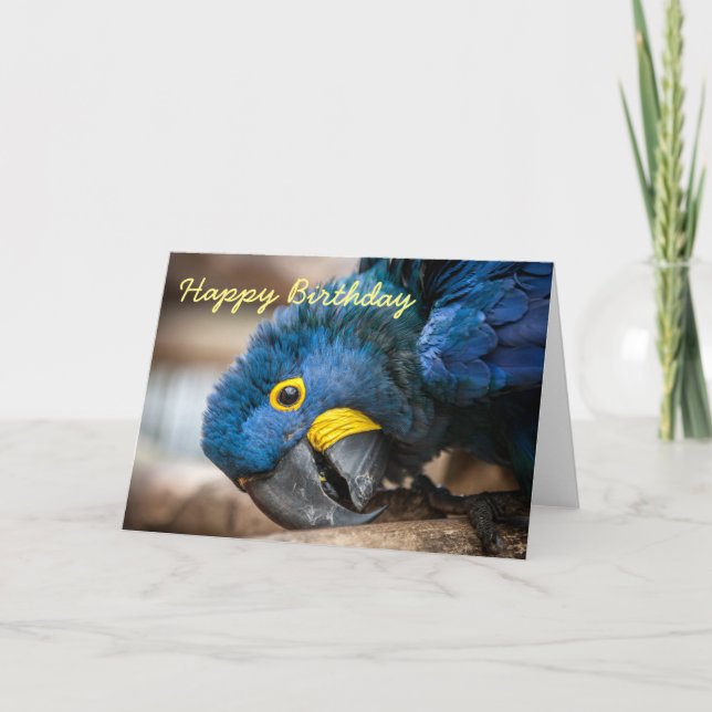 Födelsedagskort Hyacint Macaw-delrötter Kort (Framsida)