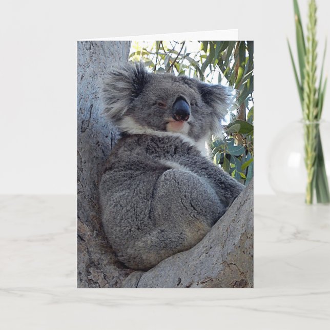 Födelsedagskort Koala i Träd Kort (Framsida)