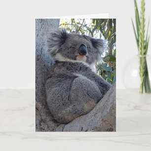 Födelsedagskort Koala i Träd Kort