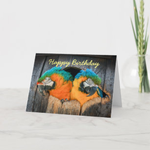 Födelsedagskort Macaw-parroller i fat Kort