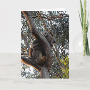 Födelsedagskort - Sleeping Koala Kort