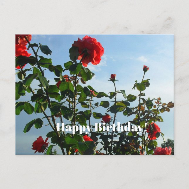 Födelsedagsvykort Vykort (Framsida)