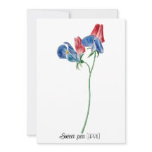 Födelsedatum Flower Sweet pea (april)