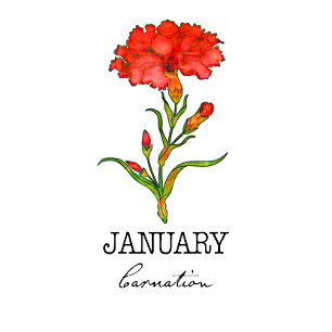 Födelsemånad januari Flower Carnation Hoodie T Shirt