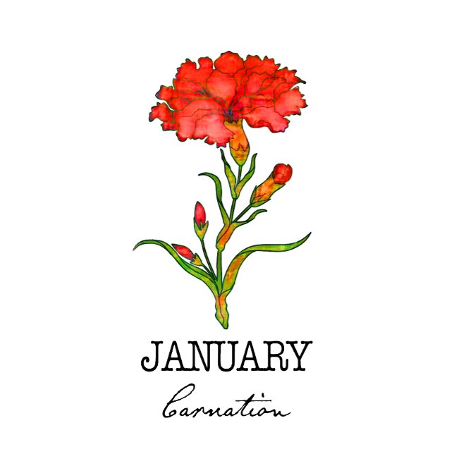 Födelsemånad januari Flower Carnation T Shirt (Skapare uppladdad)