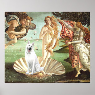 Födelsen av Venus-Vit tysk schäferhund Poster