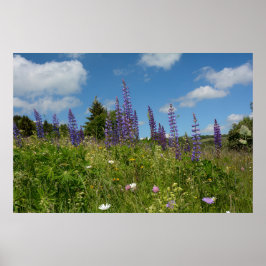 Foder med lupiner - poster