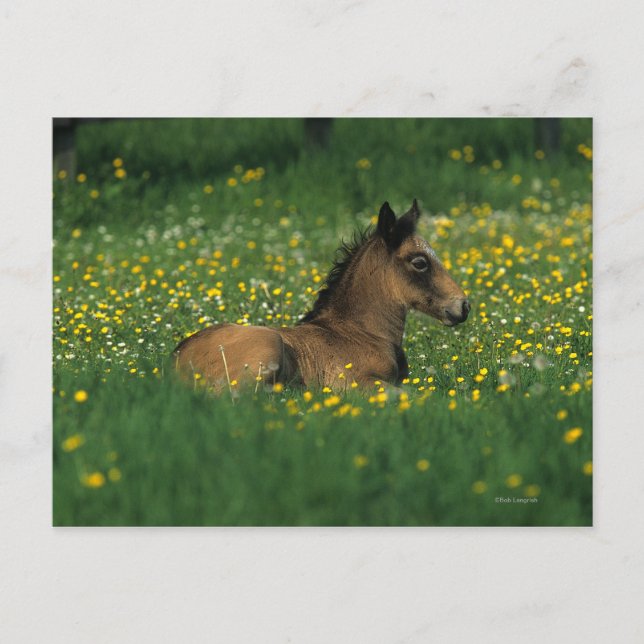 Foder nedlagt i blommor vykort (Framsida)