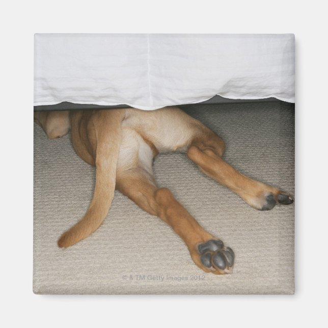 Foder och svan av gul lab hund gömt under sängen magnet (Framsidan)