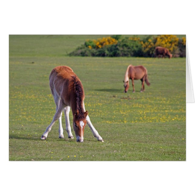 Foderkort Hälsningskort (Framsidan Horizontal)