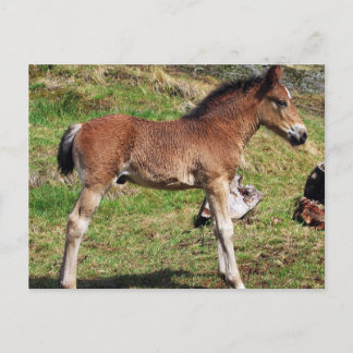 Fodervykort Vykort