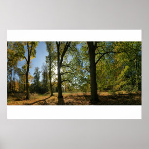 Fodra av höstträd poster