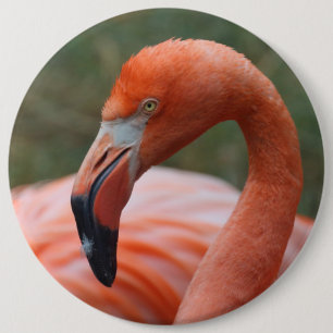Foenicopterus ruber knapp