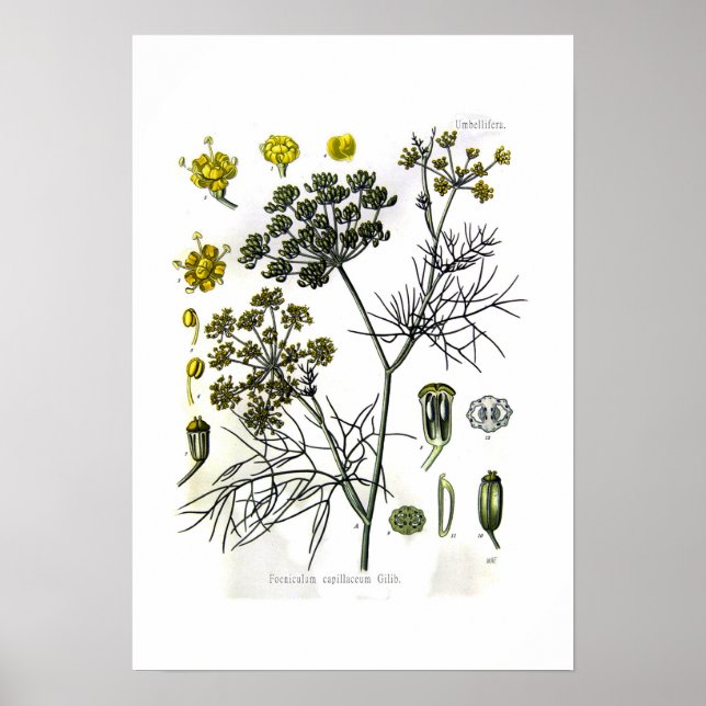 Foeniculum capillaceum(fänkål) poster (Framsidan)