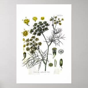 Foeniculumcapillaceum (fennel) poster
