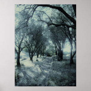Fog av Dawn Poster