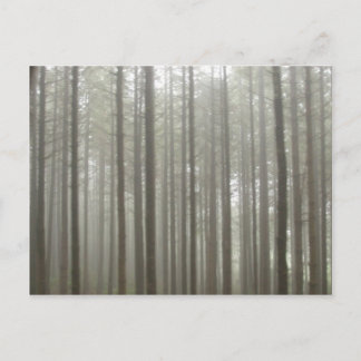 Fog Forest Postcard Vykort