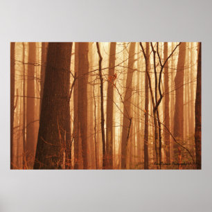 Fog i Poster skog