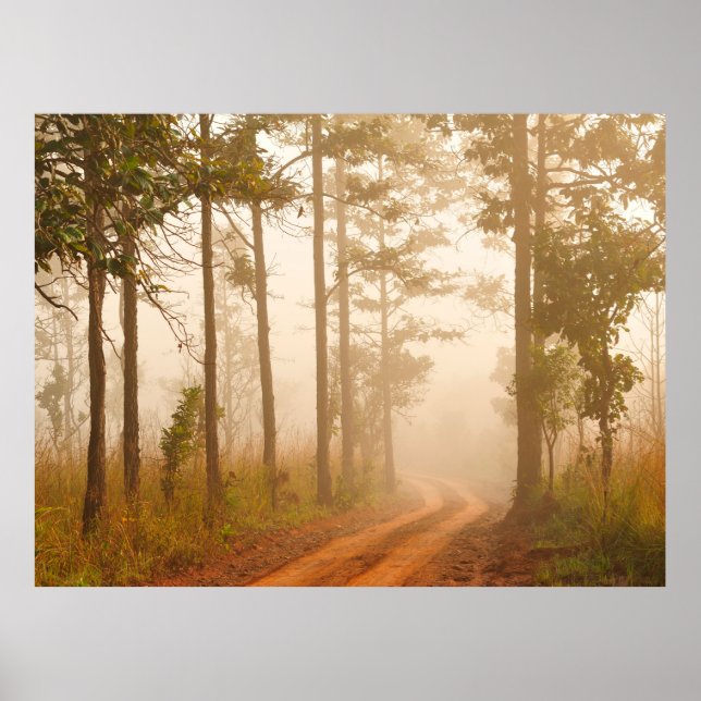 Fog in pine forestforest,beautiful,black,dark,dawn poster (Framsidan)