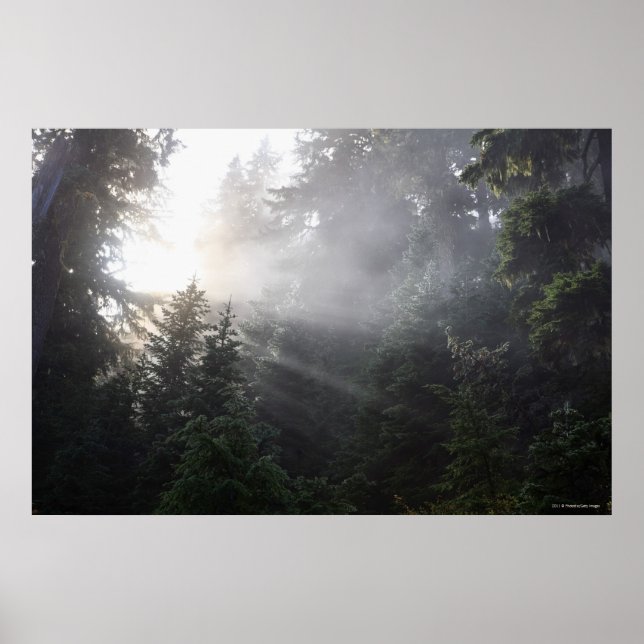 Fog & Sol Beams i Washington Forest Poster (Framsidan)
