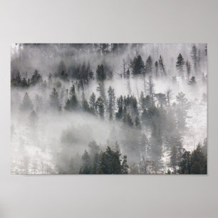Fog som rullar genom Träd Poster