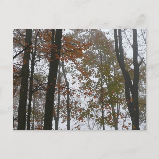 Foggy Fall in Pennsylvania Autumn Nature Vykort (Framsida)