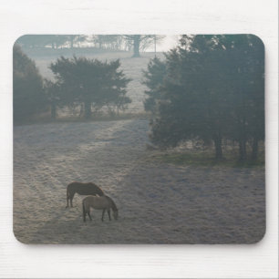 Foggy Grazing Musmatta