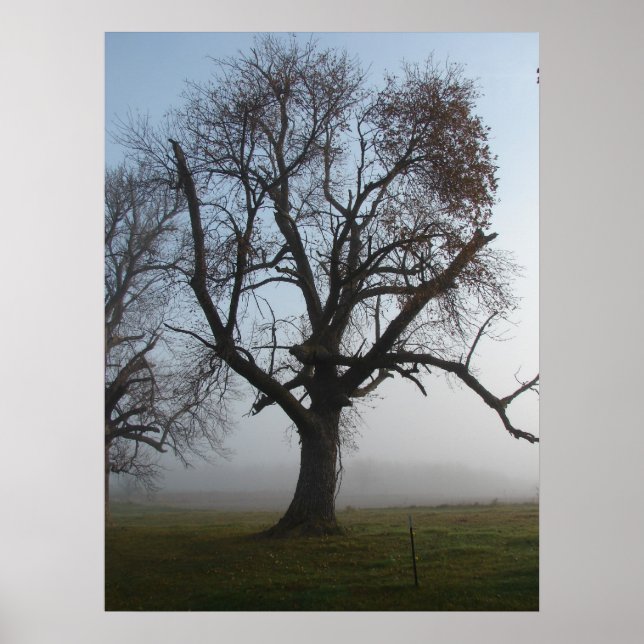 Foggy Morgon Träd Poster (Framsidan)