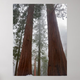 Foggy Morgon & Vår Snö under Giant Sequoia Poster