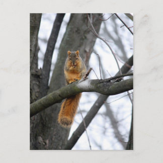 Foggy Morgons Squirrel Vykort