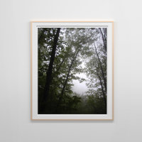Foggy Pacific Dogwood Forest